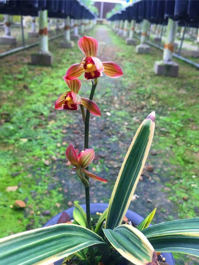 曾价值20万1苗，正格荷瓣，叶片带艺，花艺双绝，带你认识红神荷