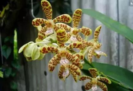 史上最全的兰花鉴赏,兰花品种之精品欣赏