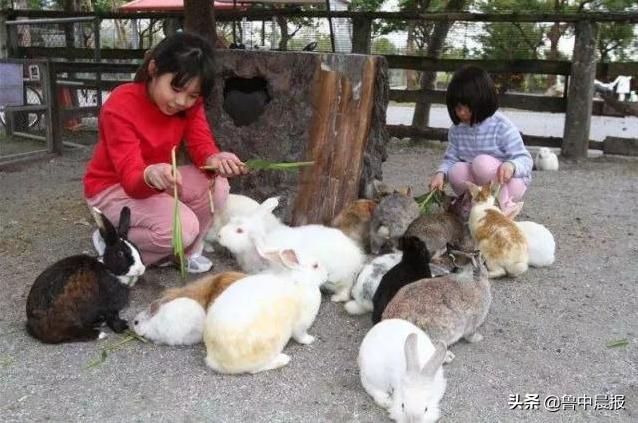 潍坊金宝乐园一日游价格,潍坊金宝乐园旅游攻略