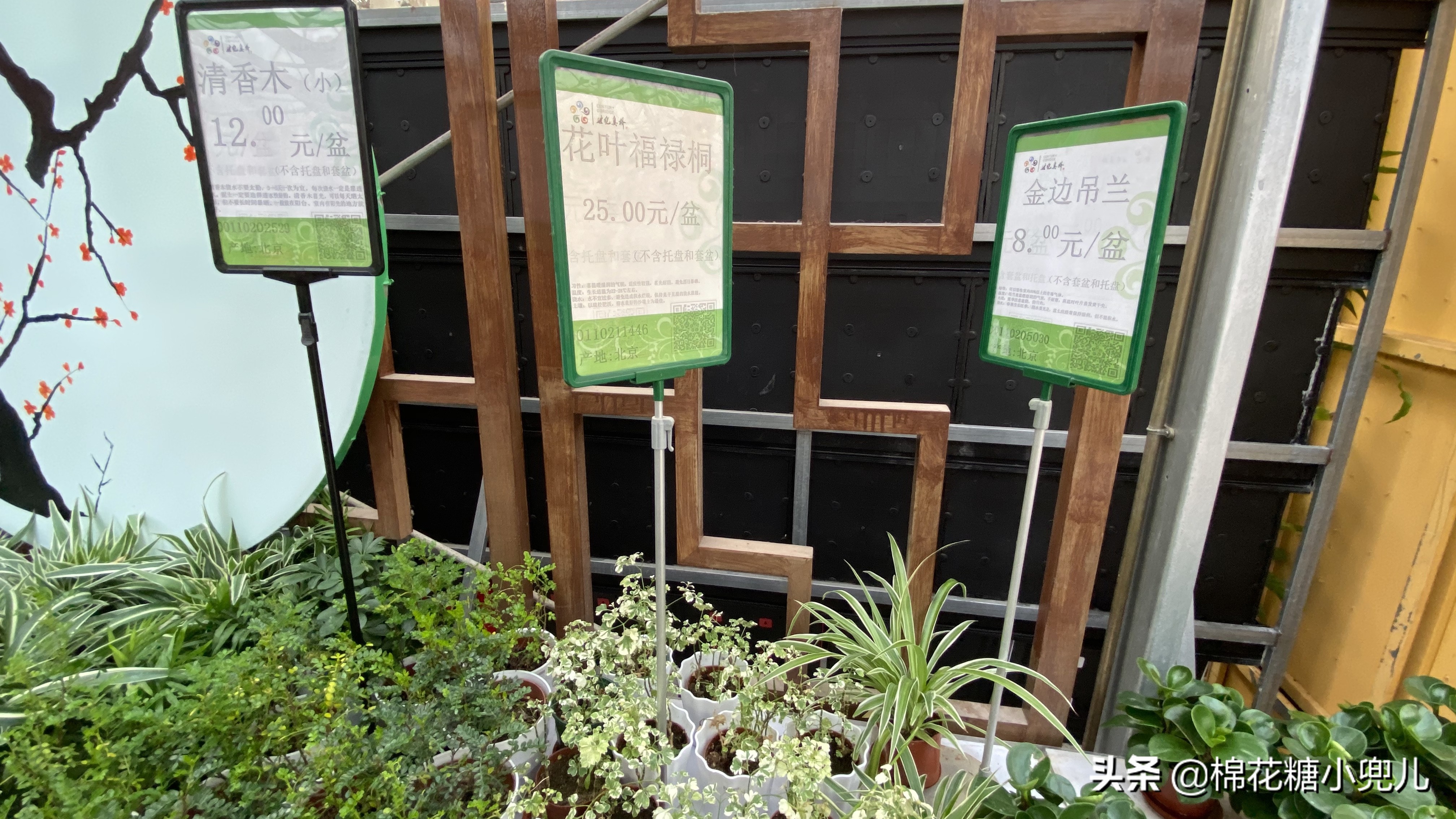 北京开了第一家绿植花卉大超市,北京最大花卉绿植市场