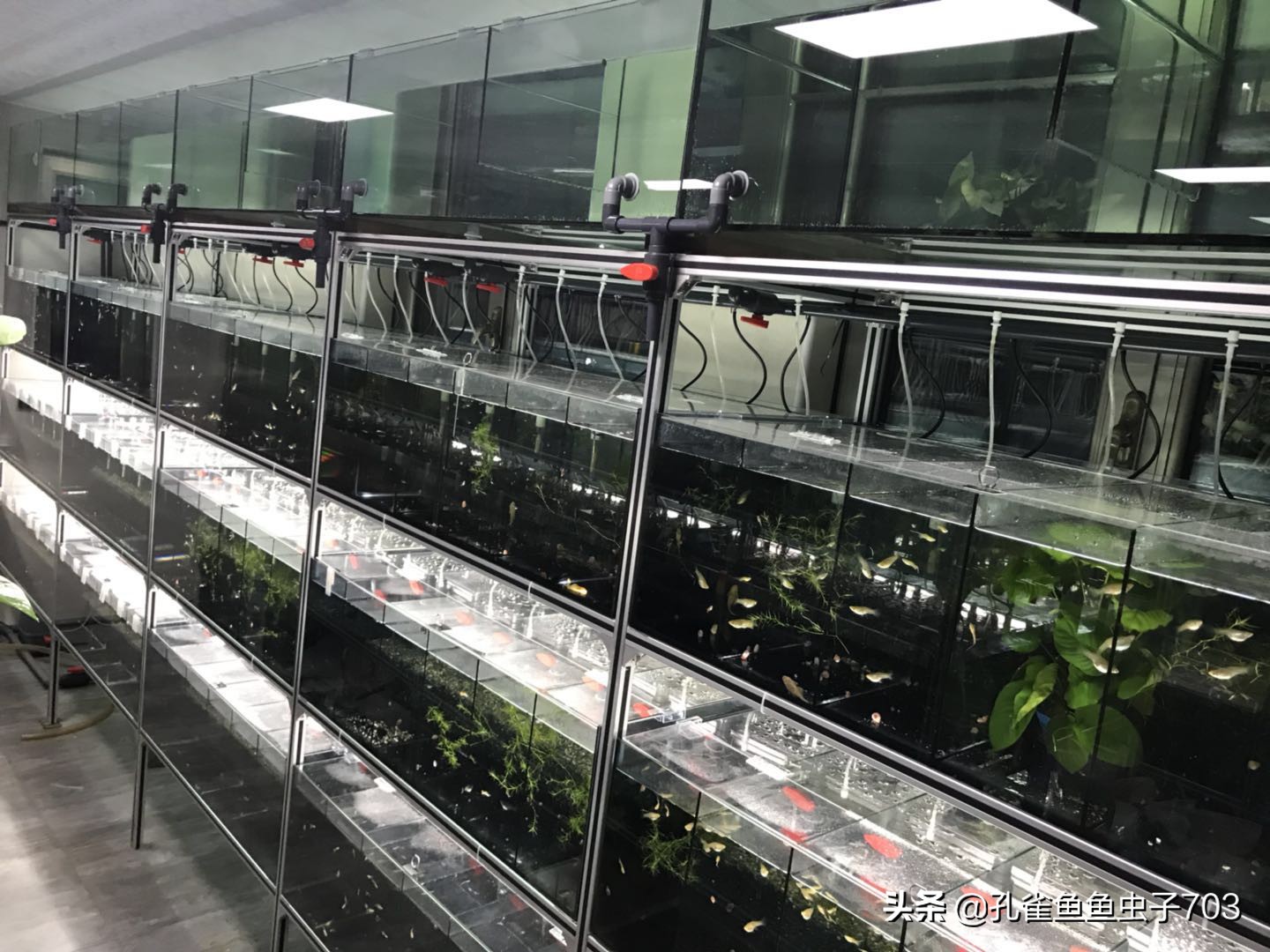 孔雀鱼喂食器制作方法,孔雀鱼怀孕怎么喂食