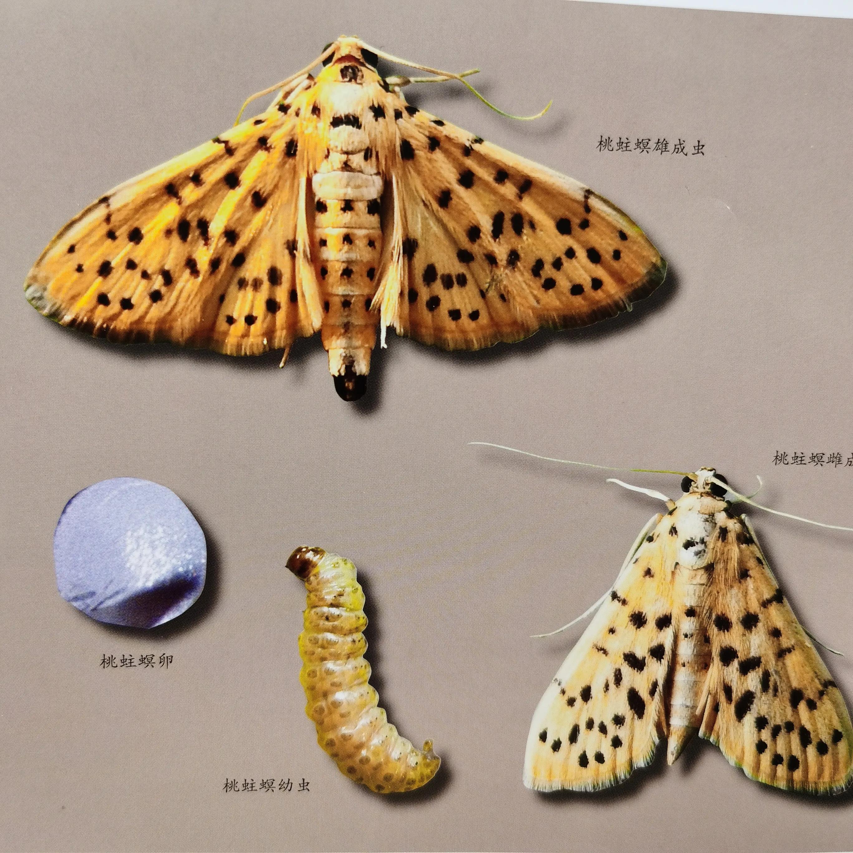 突尼斯软籽石榴树安全过冬方法,食心虫蛀虫