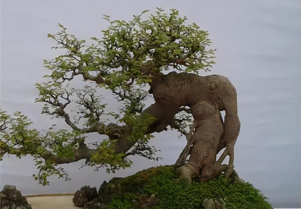 朴树下山桩上盆后如何裁枝,朴树适合种什么盆景