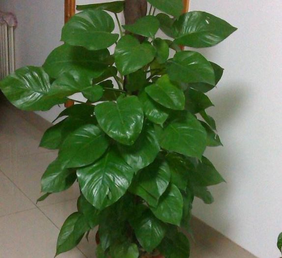 普通绿萝能养成大叶绿萝吗图片,小叶绿萝爬柱可以长成大叶绿萝吗