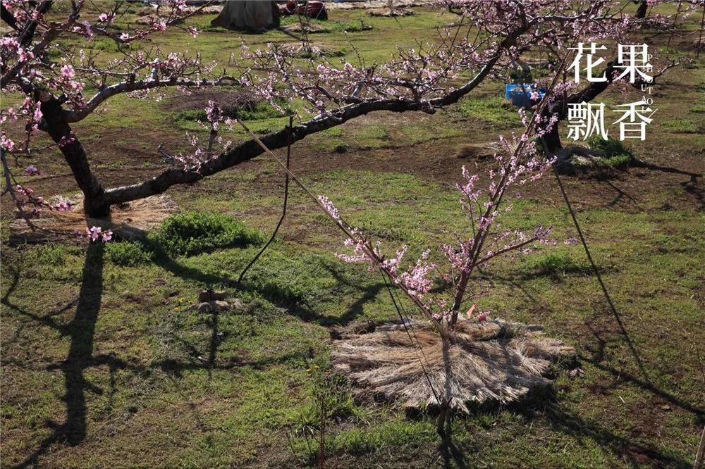 原来，日本果业是一个精致的、被JA溺宠的“老宅男”