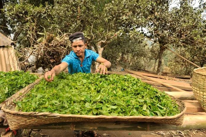普洱茶四大产区和六大茶山,普洱茶六大产区和六大茶山地图