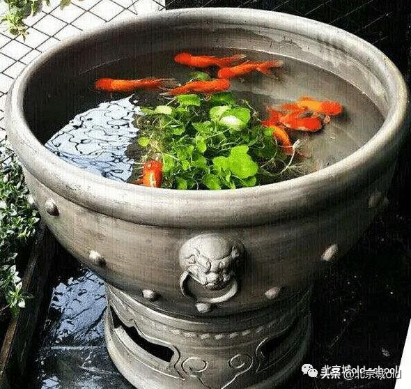 老北京养金鱼的讲究,老北京瓦盆养金鱼