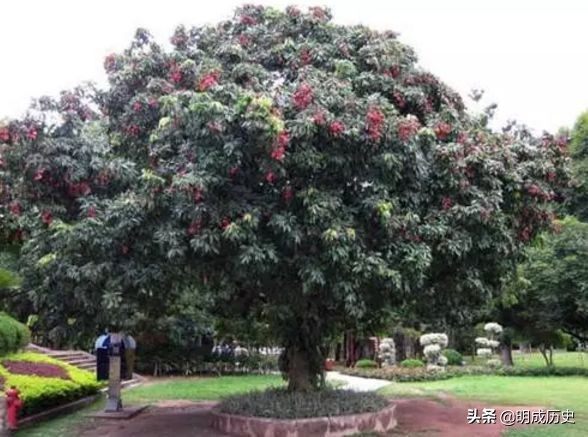 杨贵妃吃的妃子笑荔枝是哪里产的,一骑红尘妃子笑杨贵妃喜欢荔枝吗