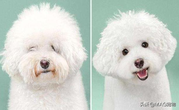 狗狗维生素b的食物有哪些,狗狗必需的六种营养素