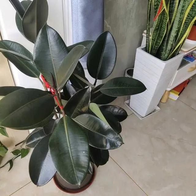 养花除甲醛最快的方法,屋内养花能吸甲醛吗