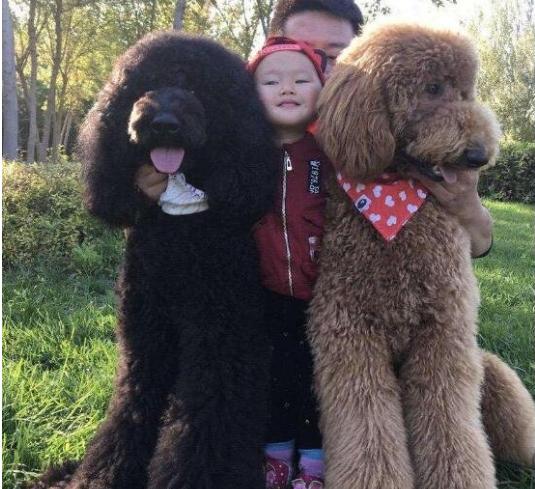 巨型贵宾犬吃什么狗粮好,贵宾挑食不吃狗粮怎么办