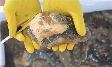 怎么吃海参有营养等一些海参知识,海参经营必备知识