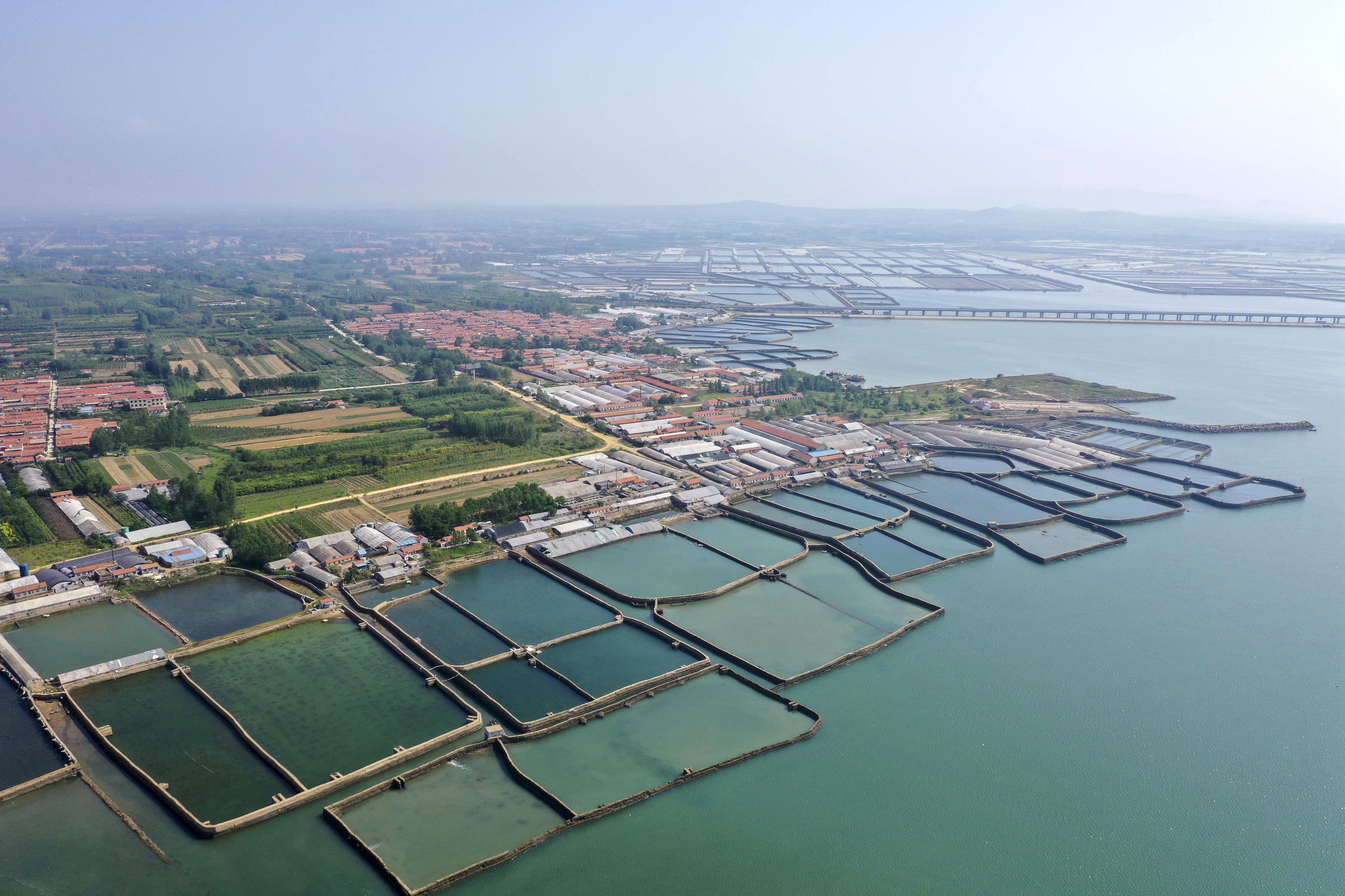 大海蔚蓝簇拥着的贡口村，灵动着纯美，播养海参和剥扇贝别具风情