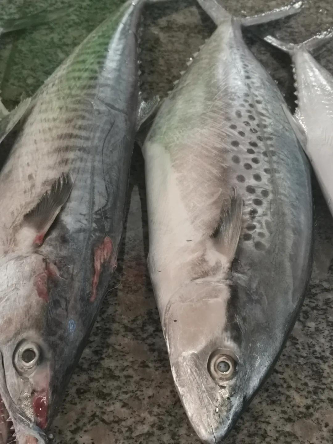 开海季都有什么海鲜,开海了这些生猛海鲜