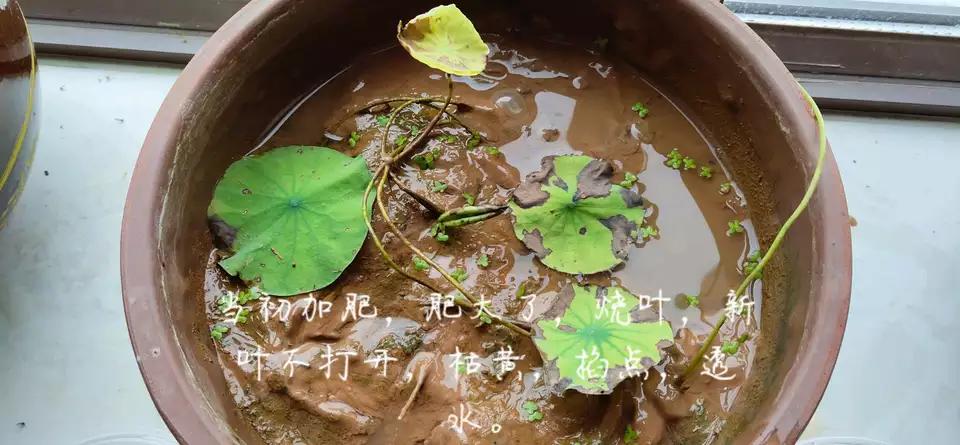 用种子栽培碗莲成长日记,碗莲与鱼在缸中栽培方法