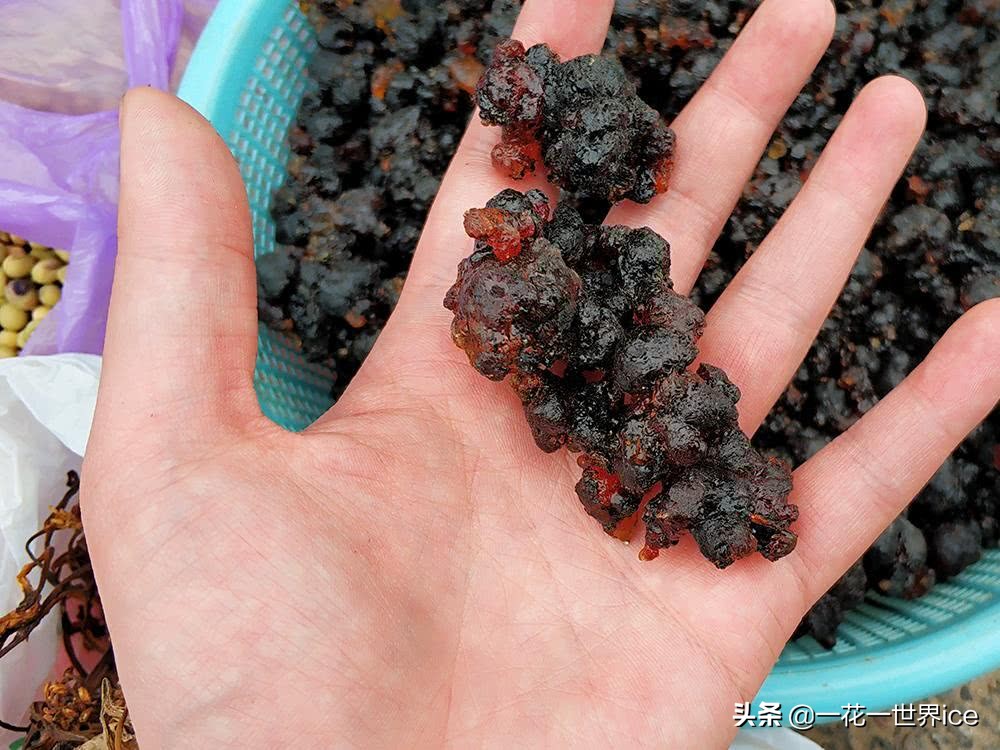 桃树上这种“煤渣”，过去农村娃当糖吃，如今30元一斤成稀罕货