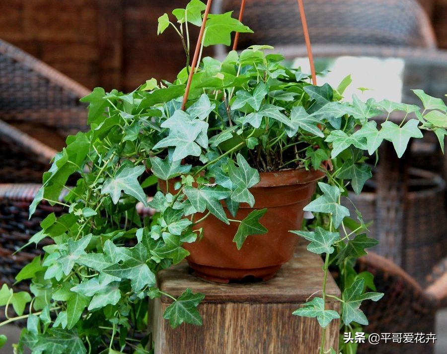 家里适合养的十种花和植物,家里养3种花一年四季开花不断