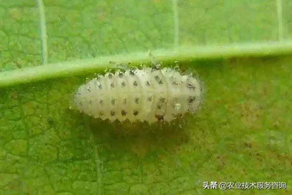 桉树虫害的天敌有哪些,虫害防治需要多少天敌