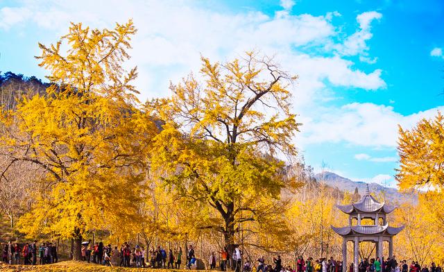 国家地理100个最美景观摄影点,全国银杏观赏地图