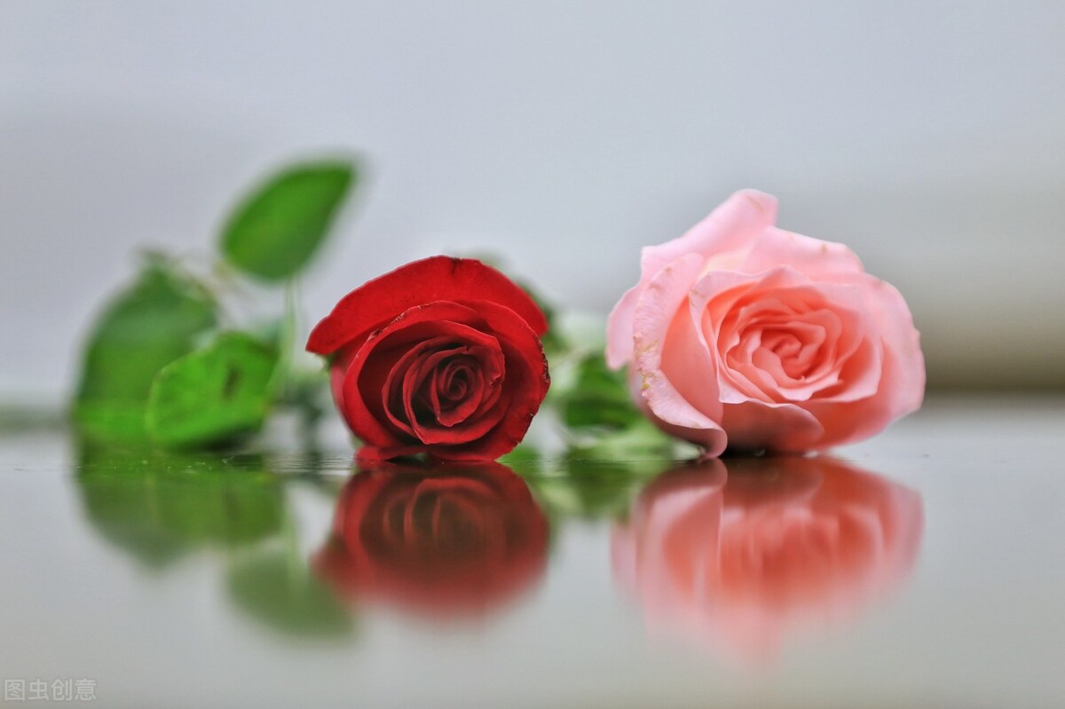 什么花的花语是重新开始,十朵花的花语是什么意思