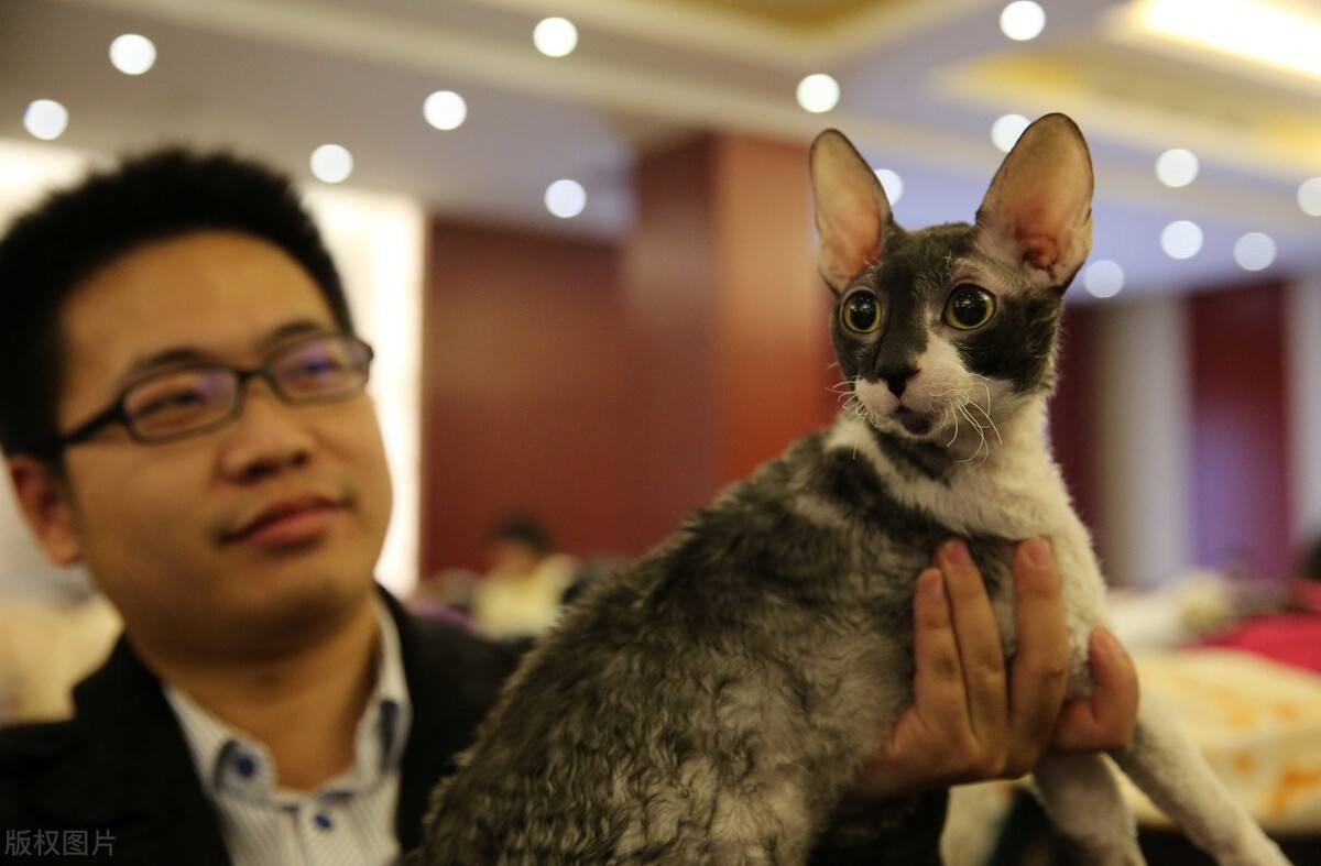 这3种猫很可怕有钱都不建议养,再喜欢也千万别养的4种猫