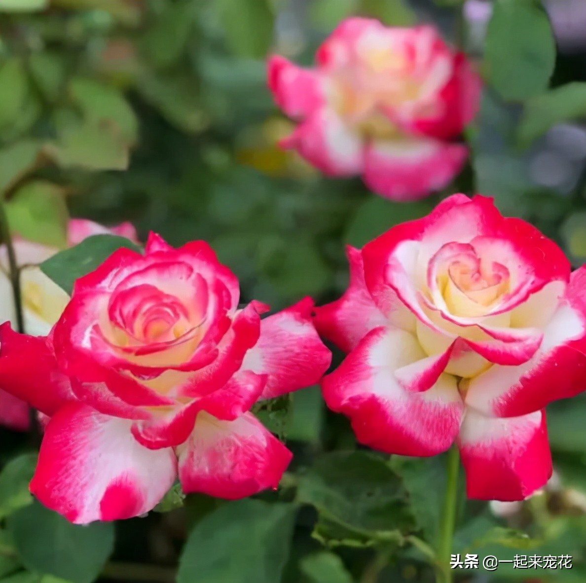 十大公认最好养切花月季,月季盆栽皮实好养的品种排名