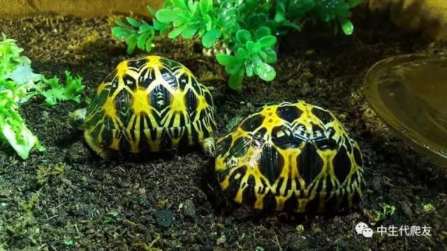 白色环境和黑色环境养出来的龟,古法养龟环境布置