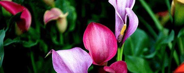 彩色马蹄莲冬季养护,水培马蹄莲的养殖方法和注意事项