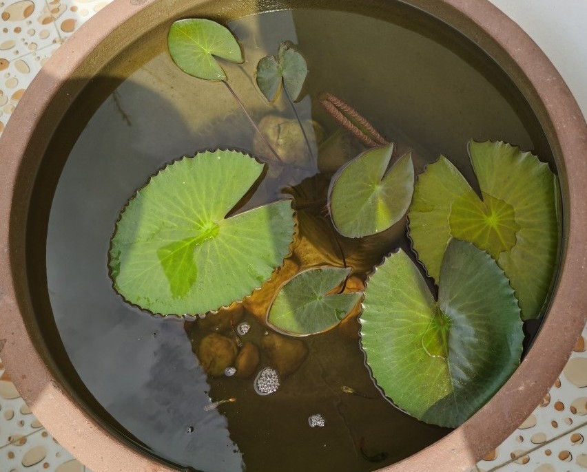 浅水缸养睡莲和鱼的方法,过滤陶缸养殖睡莲
