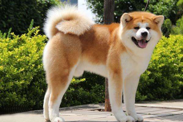 宠物狗品种大全热门宠物排行,长耳朵黑黄宠物狗是什么品种