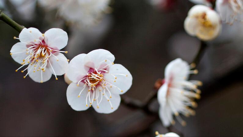 墨梅这首诗写了王冕怎样的品格,墨梅王冕古诗表达了怎样的志趣