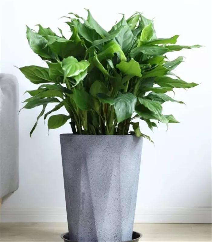 防蚊虫的花草绿植适合在院子种植,杀菌抗菌抑菌的15种花卉绿植