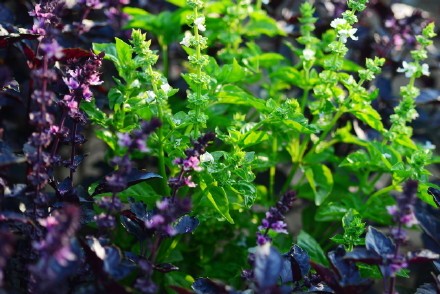 西餐常用的十三种香草介绍大全,西餐中常用的15种香料和香草