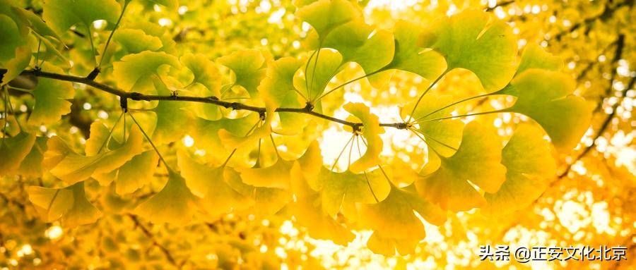 医学启源导读课程,医学启源第一课