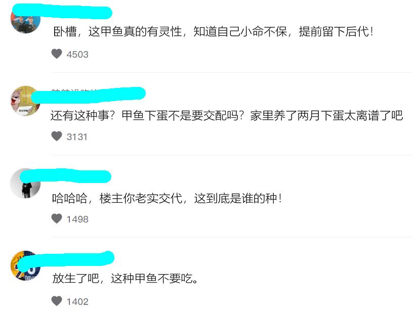 钓到一只野生大甲鱼引围观,养的野生甲鱼下蛋了