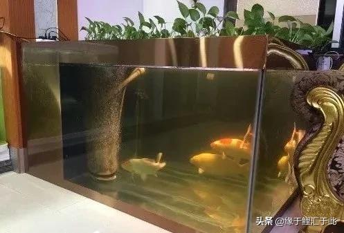 锦鲤趴底趴缸不缩鳍,锦鲤趴缸底用什么药