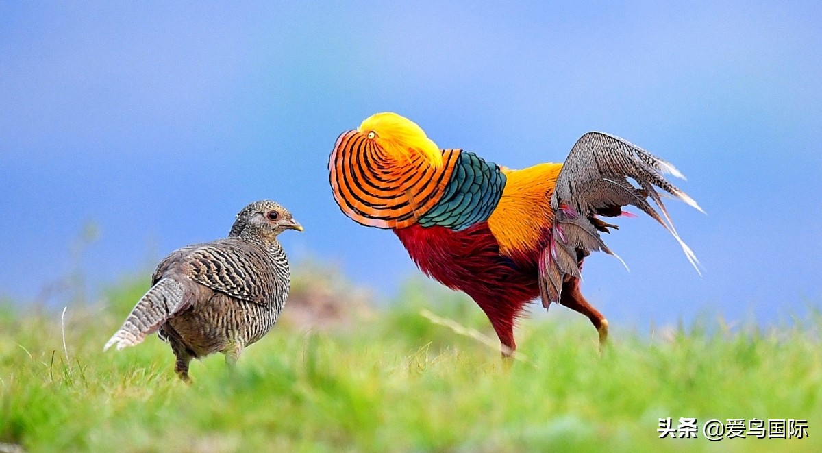 观鸟大年影片,观鸟大年在线观看