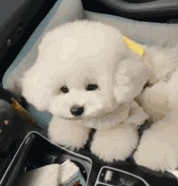 狗狗生小狗什么情况下要剖腹产,狗狗什么情况下需要剖腹产