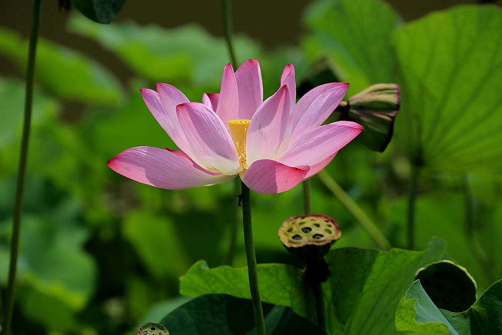 植物园的景；青山吹奏《红河谷》（F调）半音阶口琴演奏第二版