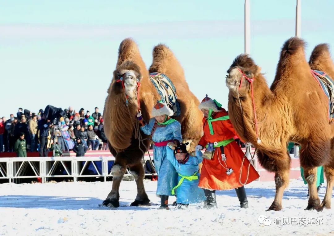 戈壁红驼，乌拉特草原上的珍珠