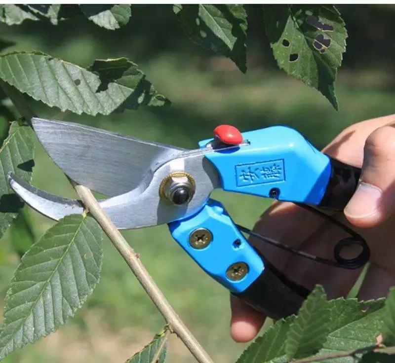 最省钱的果树修剪视频,果树修剪视频苹果树修剪技术