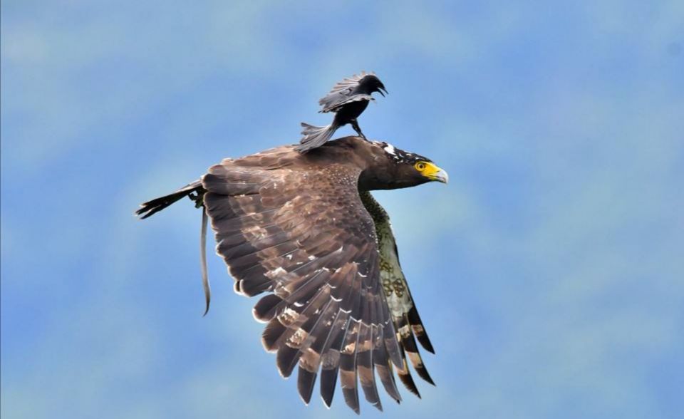 平头哥蜜獾复仇,蜜獾平头哥复仇