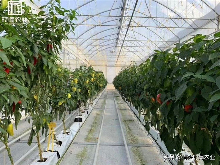 大棚无土栽培番茄病虫害防治,无土栽培有机蔬菜病虫害防治