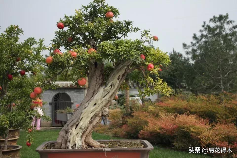 石榴盆景教程,石榴盆景养护小视频