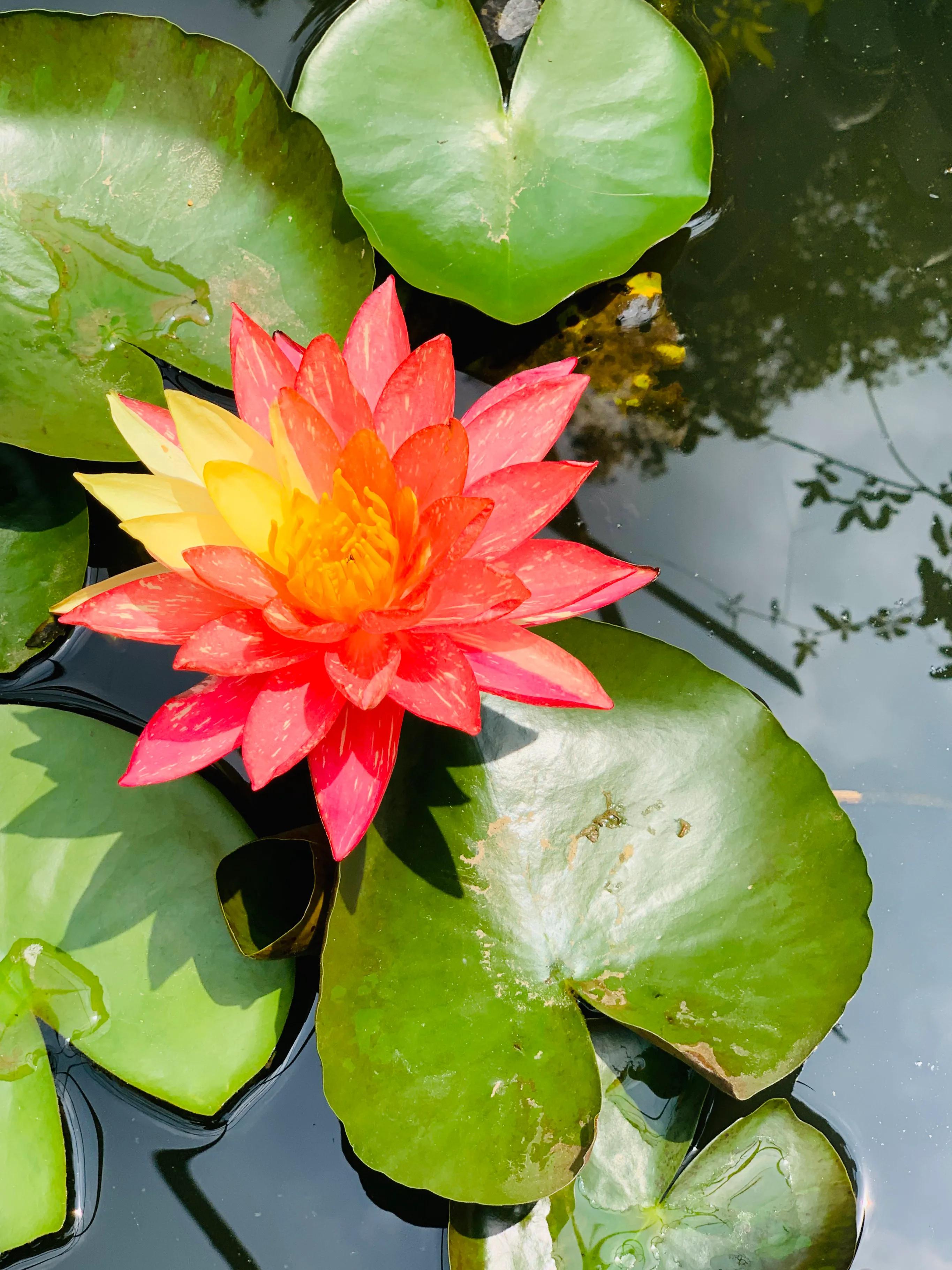 五律：水中睡美人