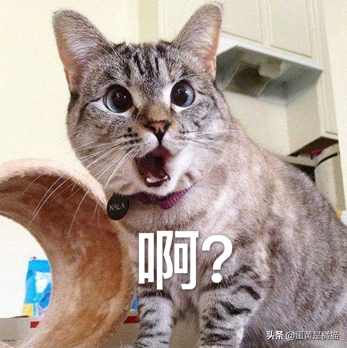 猫咪眼病常见症状,猫咪眼睛有炎症有什么症状