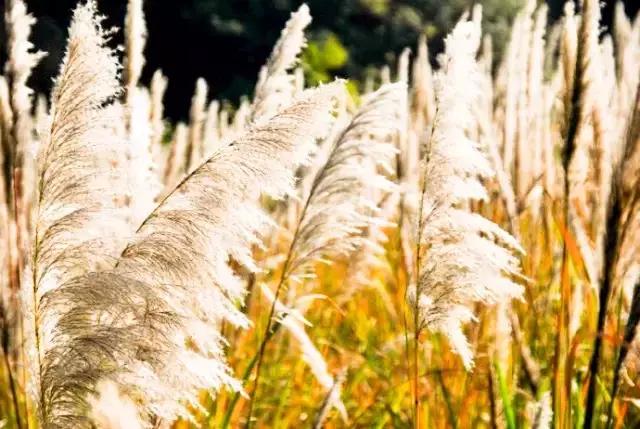 最美银杏秋景自驾攻略,杭州银杏树旅游攻略