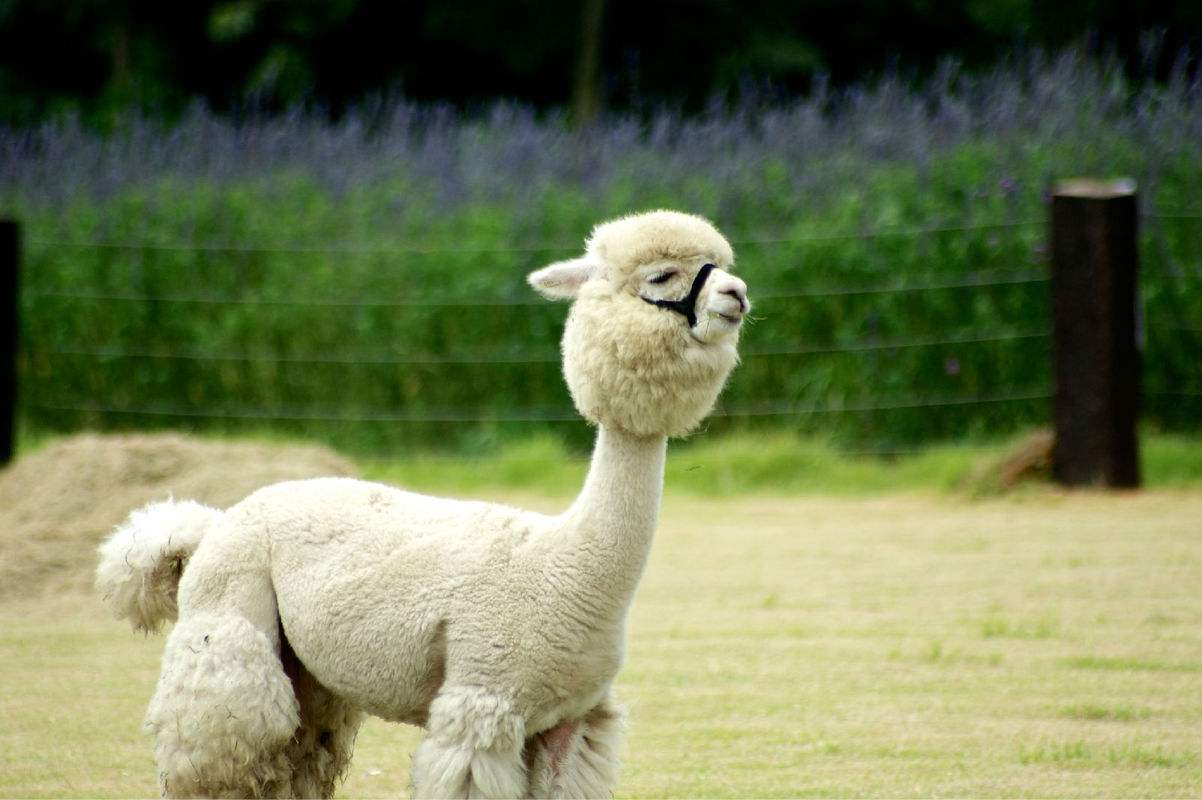 冬季怎样做钓鱼小药,冬季钓鱼小药自制过程