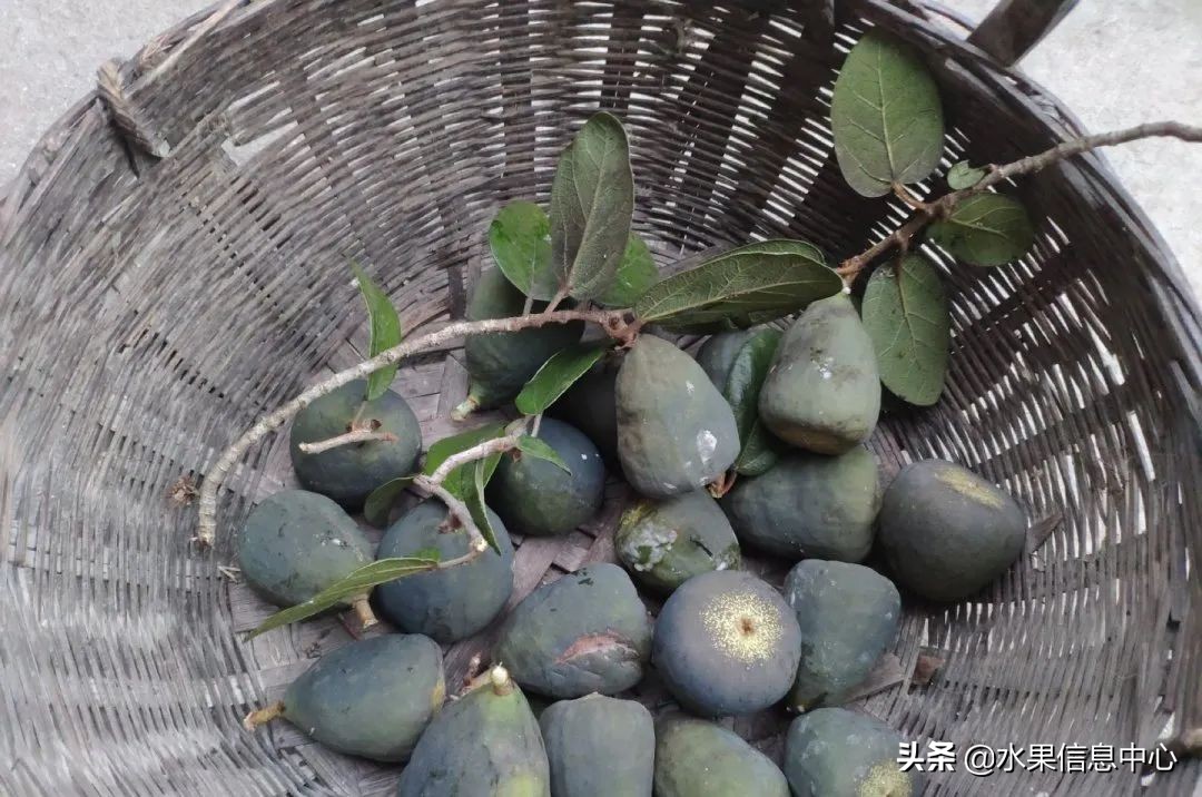 国内好吃的热带水果有哪些,小众水果推荐