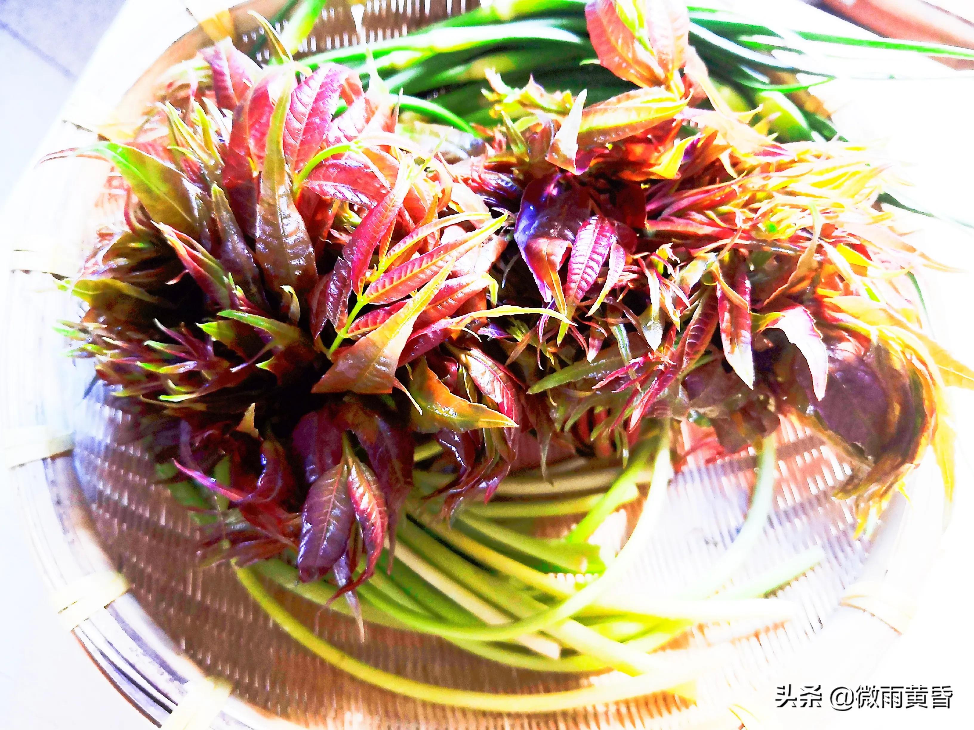 人间有味是清欢：香椿芽